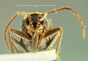 Media type: image;   Entomology 3402 Aspect: head frontal view